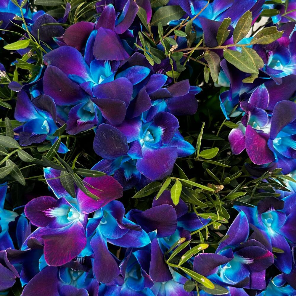 Букет из синих орхидей Космос в руках XXL. Букет 7424