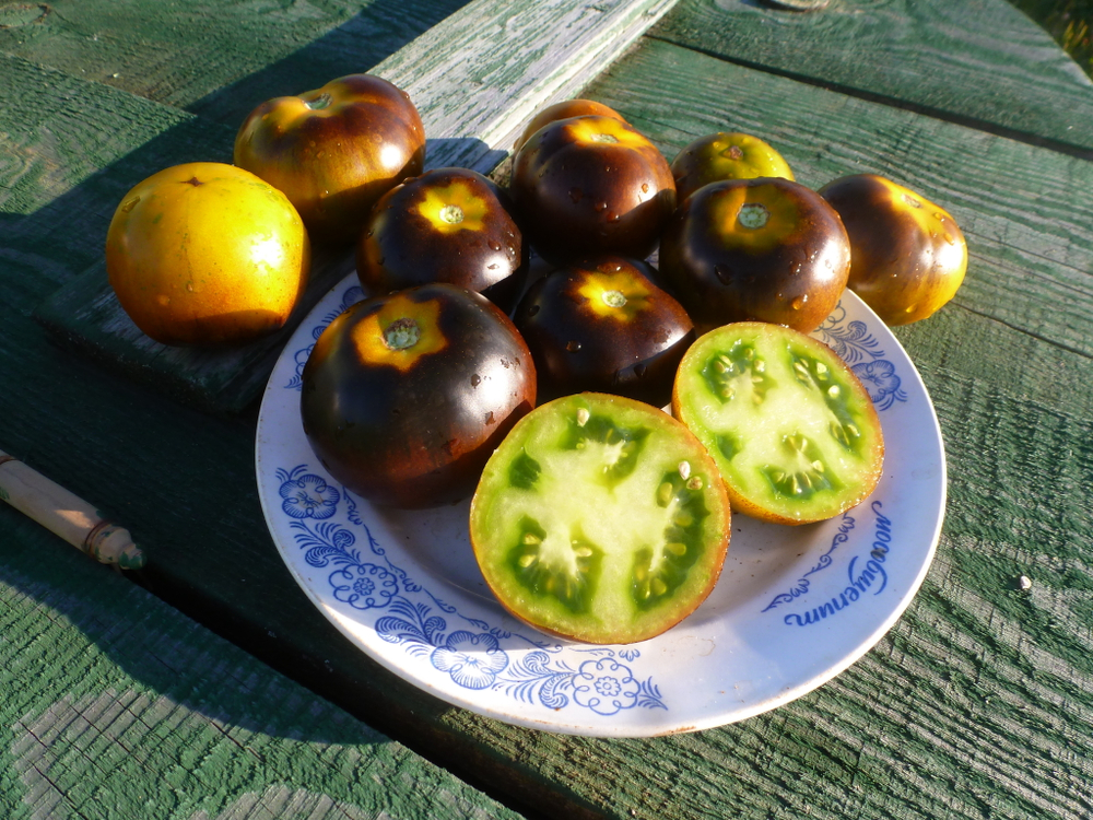 Помидоры - Blue Green Zebra - Сине-зелёная Зебра