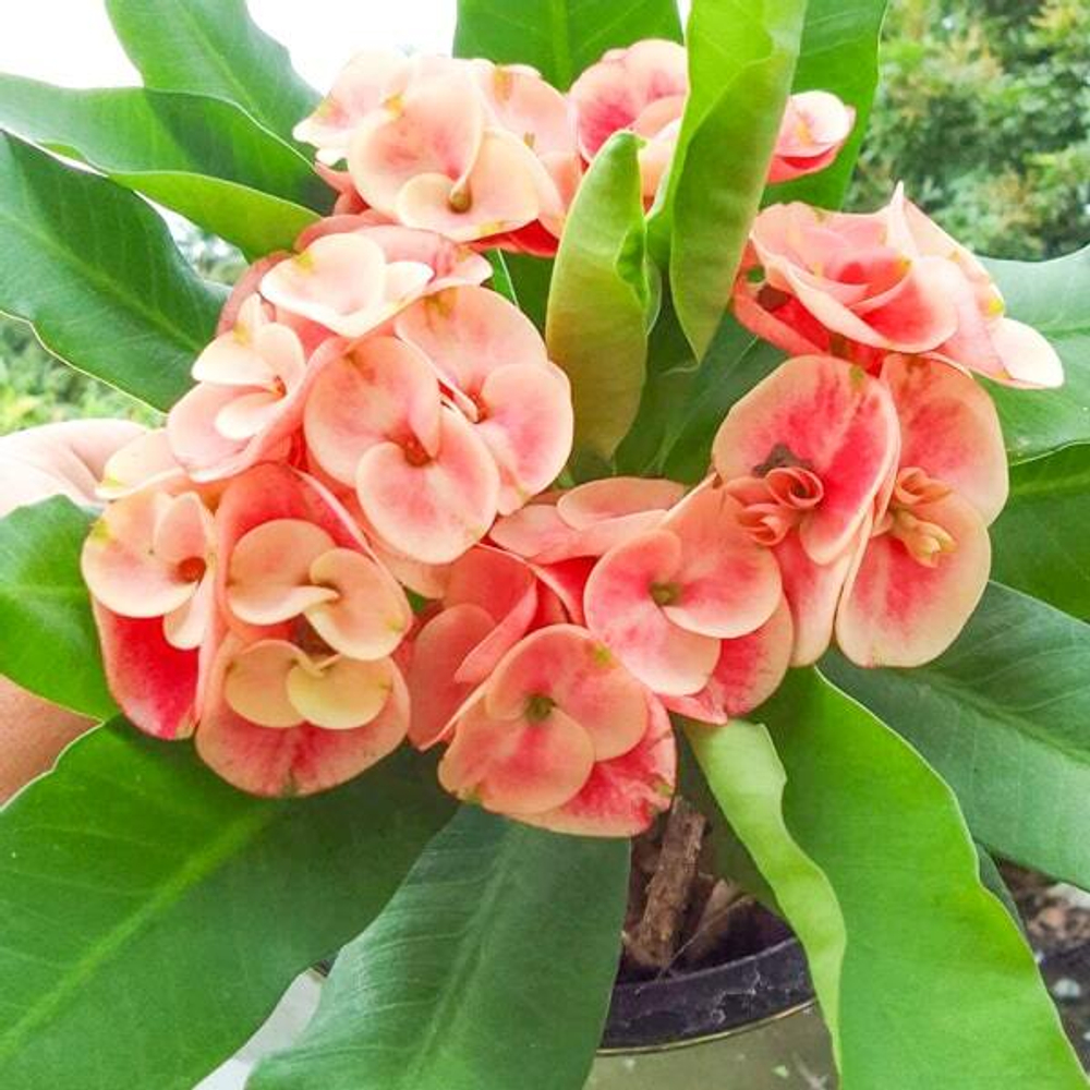 Эуфорбия Миля HYDRANGEA