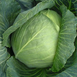 Капуста белокочанная Бронко F1 2500 (семян)