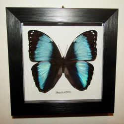 Бабочка Morpho achilles в рамке