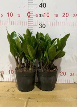 Замиокулькас Pointed Leaf д. 12