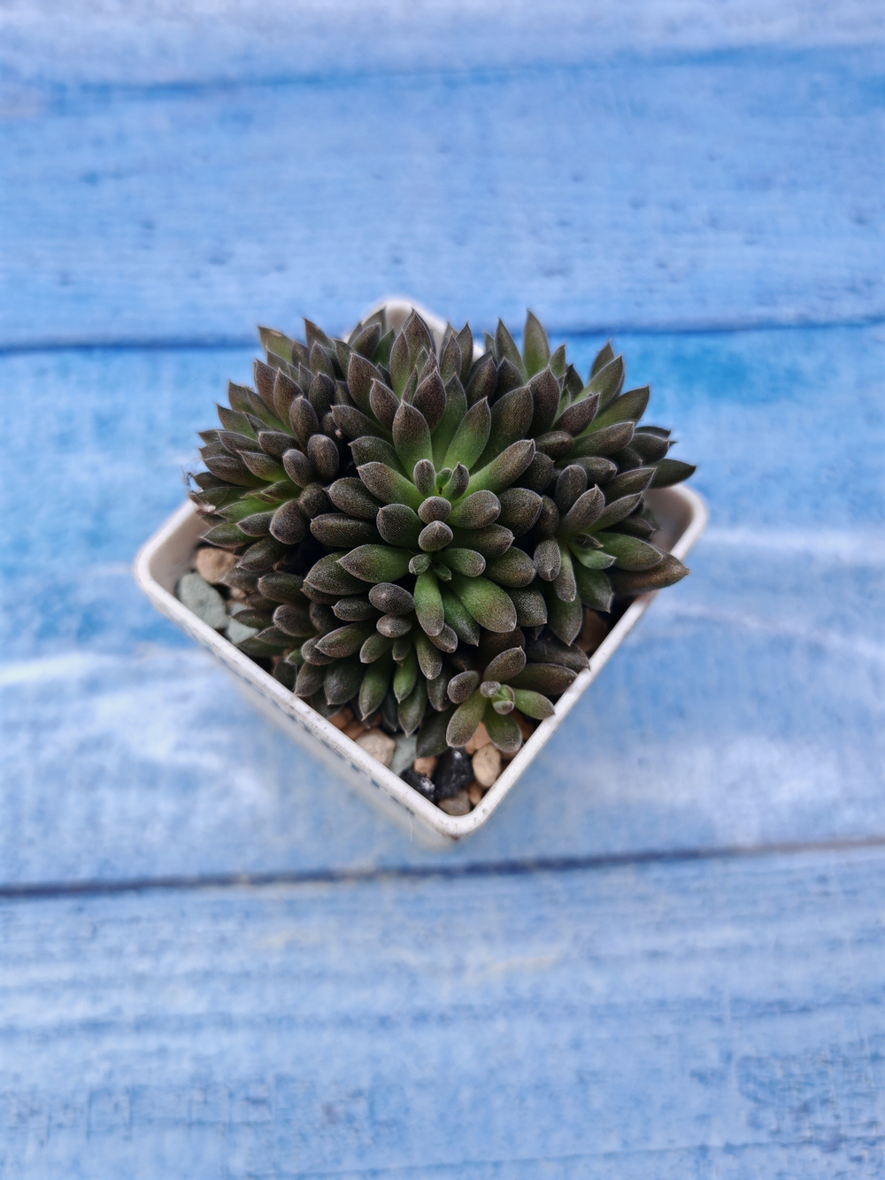 Sinocrassula Yunnanensis (Синокрассула)
