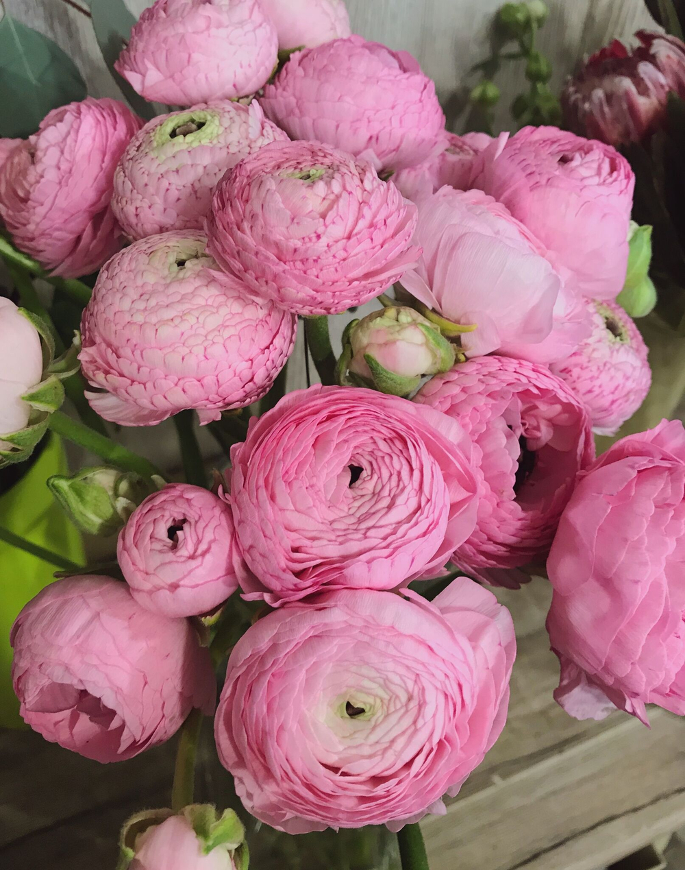 Ранункулюс розовый / Pink (3шт)