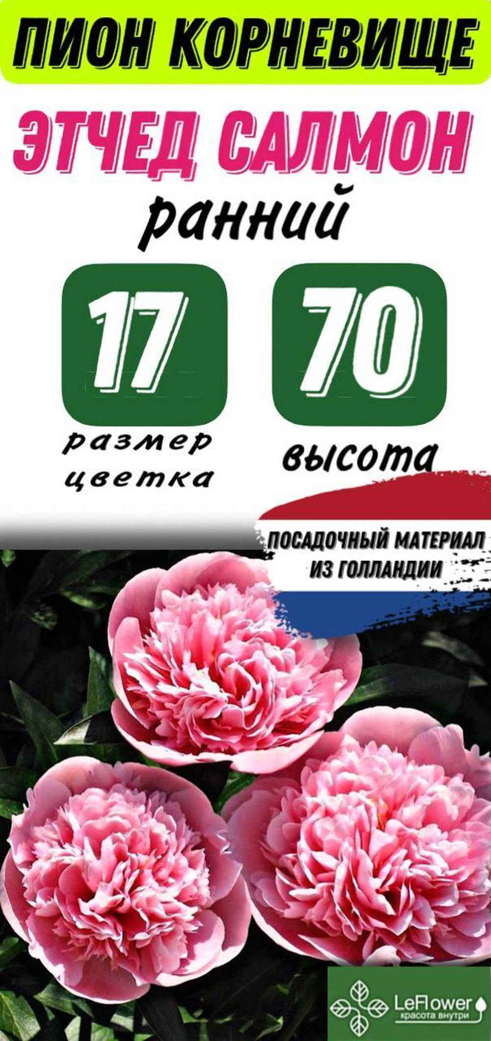 Пион Корневище, Этчед Салмон, 3+ почек, 1шт