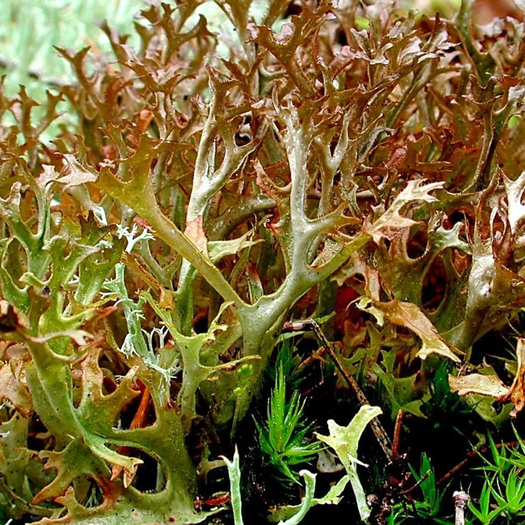 Мох цетрария (слоевища)