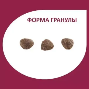 GRANPLUS DOG сухой корм для взрослых собак мелких пород лосось и цыпленок