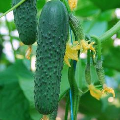 СЕДРИК F1 семена огурца (Enza Zaden | Alexagro)