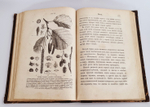 "Беседы о русском лесе". Д.Н.Кайгородов. 1885г.