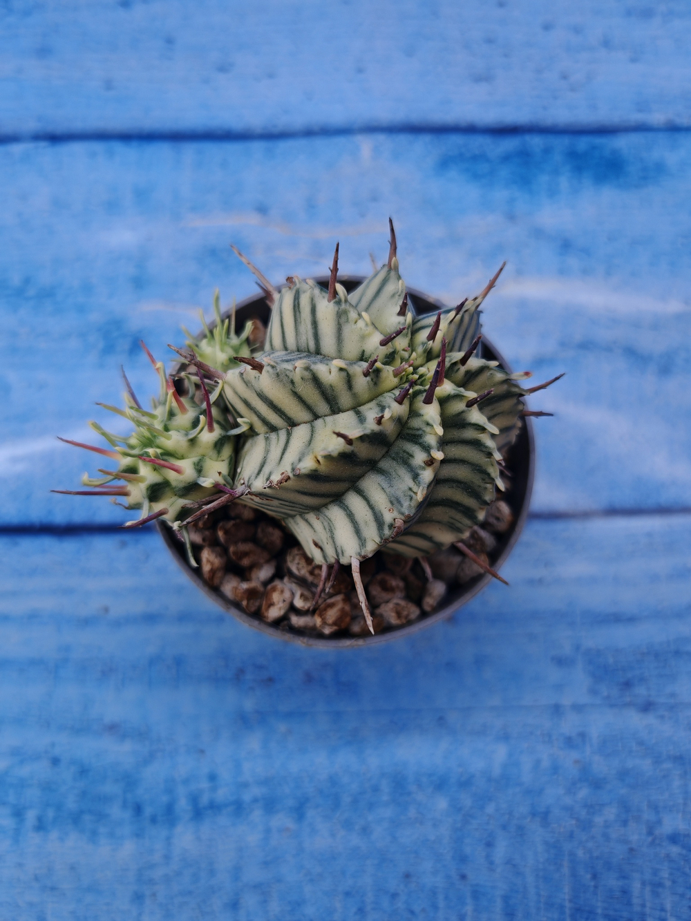Euphorbia meloformis f. Variegated (Эуфорбия вариегатная)