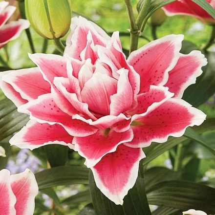 Лилия Роузлили Саманта (5 шт) Волжский Сад