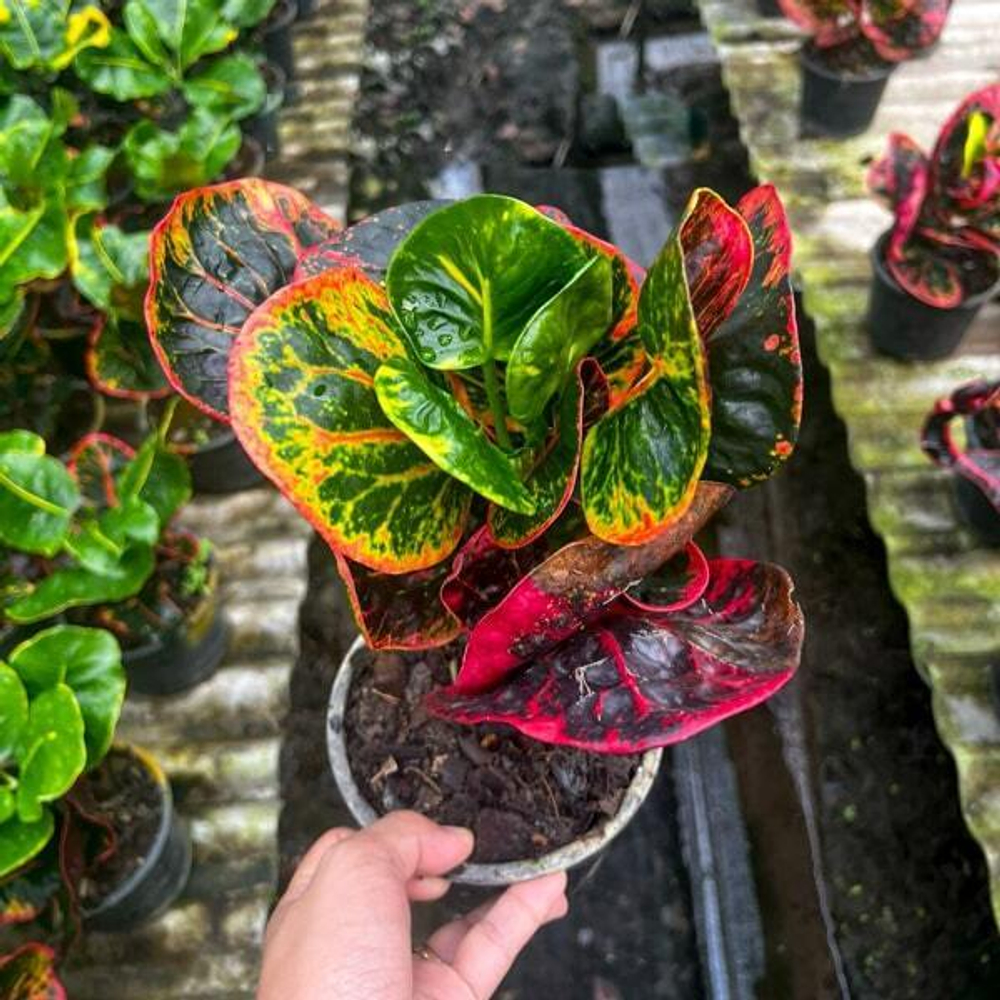 Кротон PHON ARUN