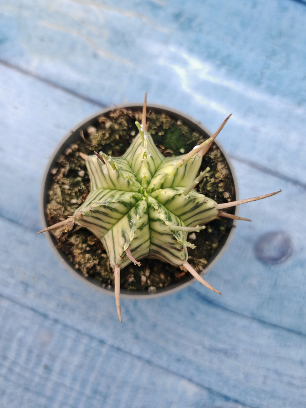 Euphorbia meloformis f. Variegated (Эуфорбия вариегатная)