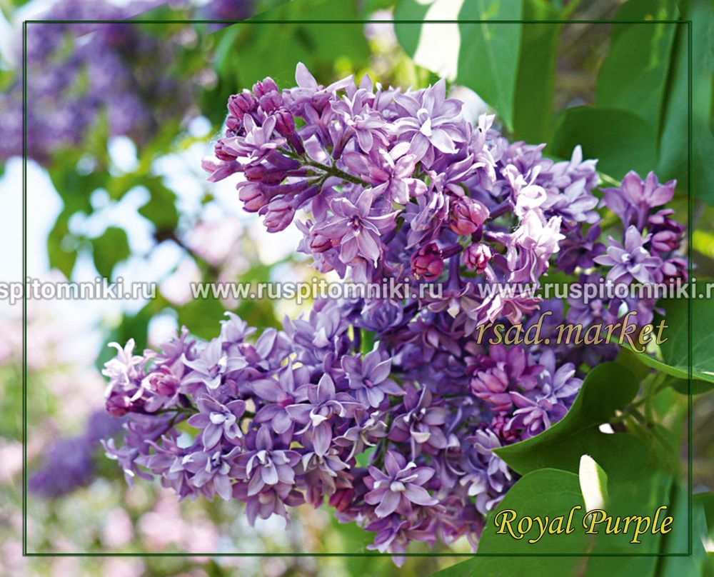 Сирень Royal Purple