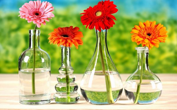 Как ухаживать за цветами герберами в вазе?