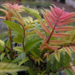 Рябинник рябинолистный Сэм С3