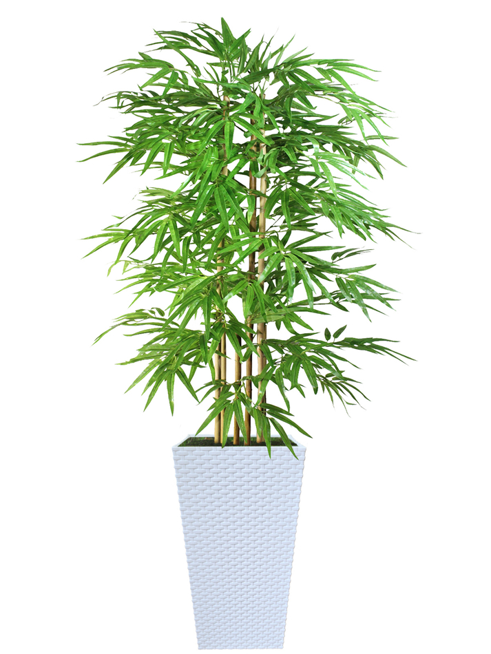 Искусственный Бамбук светлый 150см в белом кашпо ротанг
