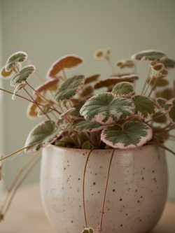 Камнеломка д.12