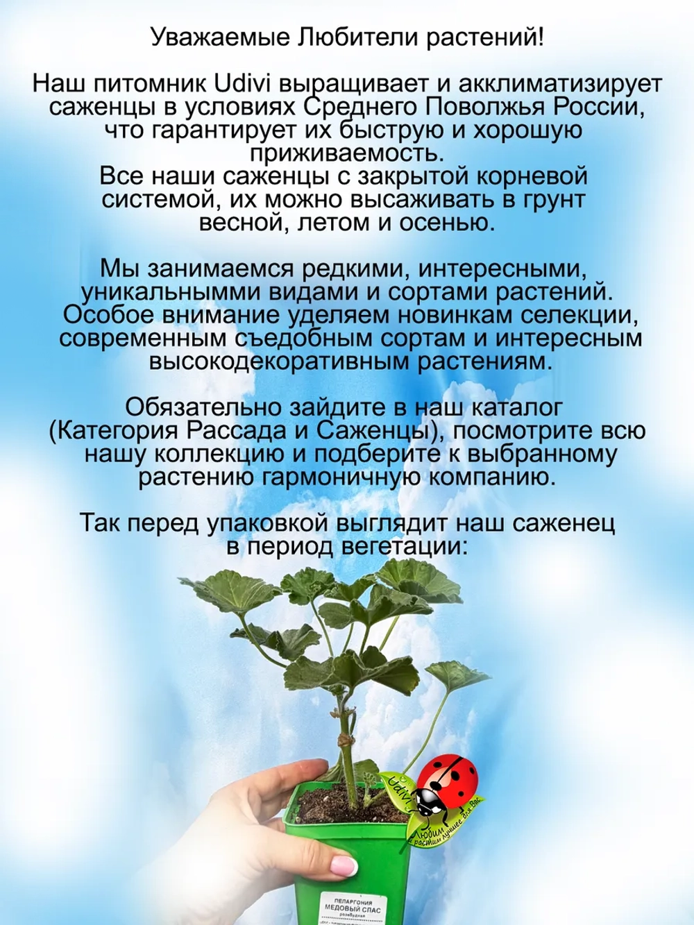 Пеларгония Юг Медовый спас розебудная