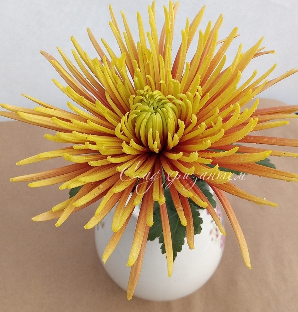 Хризантема одноголовая Сафина /о.86 /поставка весна 2026г/