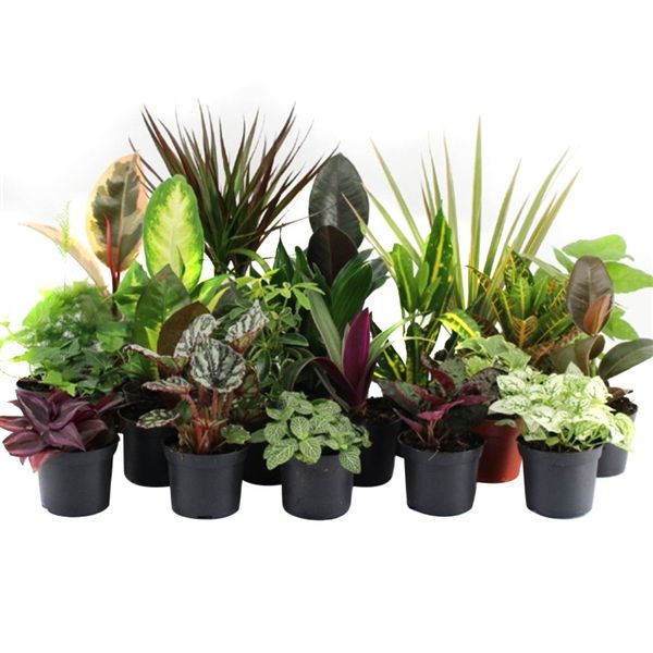 Плант микс: искусство создания мини-садов в интерьере