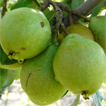 Груша МИКС ЗКС