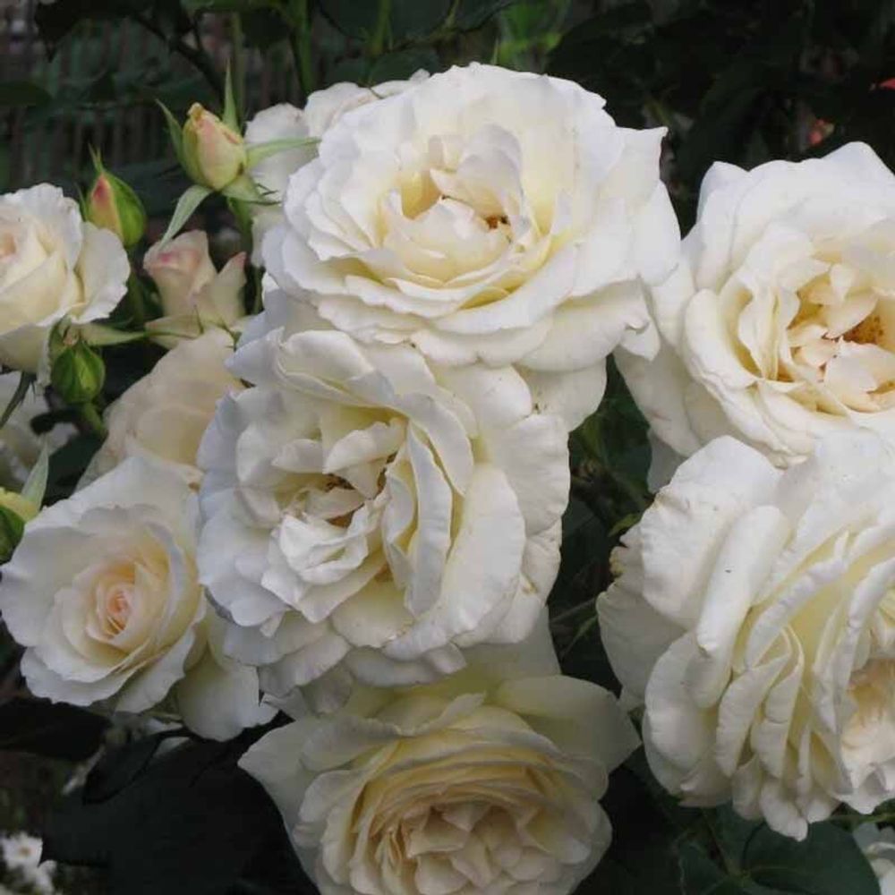 Шнеевальцер (Schneewalzer)