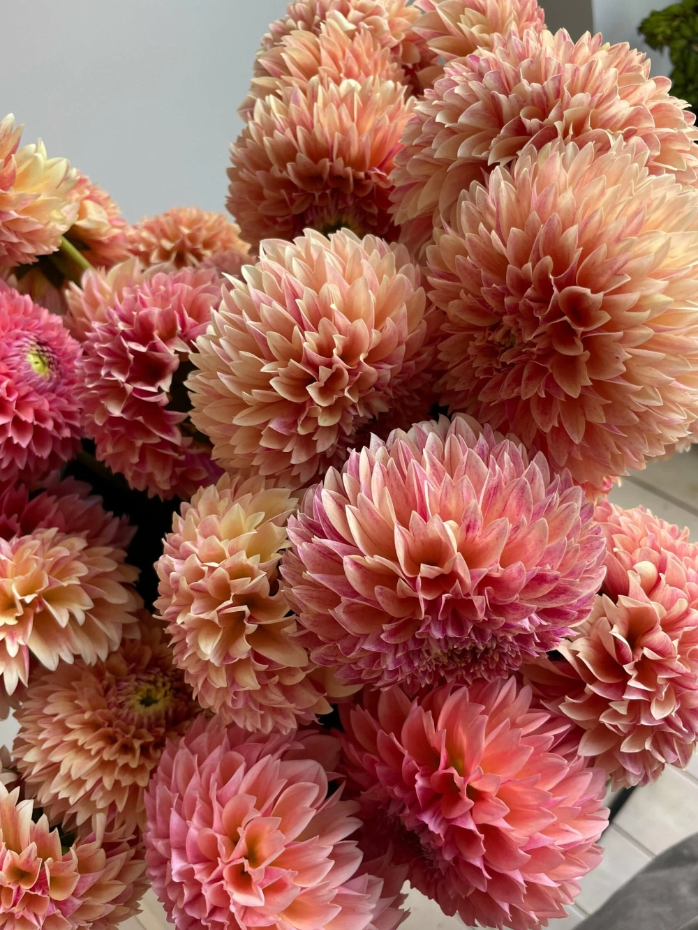 Георгин Sweet Sanne (корень) Закупка М55 апрель 2026