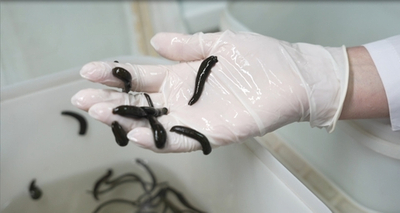 Пиявка средне-мелкая