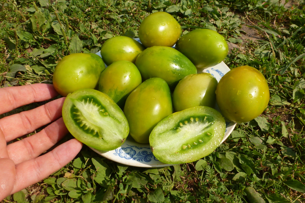 Помидоры Сhile Verde — Зелёный Чили