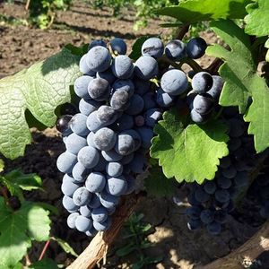 Одесский Чёрный (Odessa Black) - чёрный сорт винограда