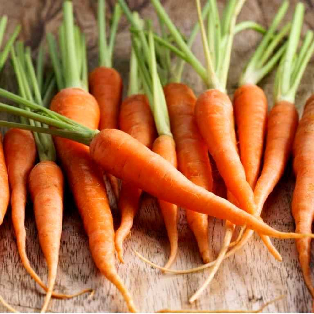 Морковь Скороспелка Маленькие Пальчики - Early Little Fingers Carrot