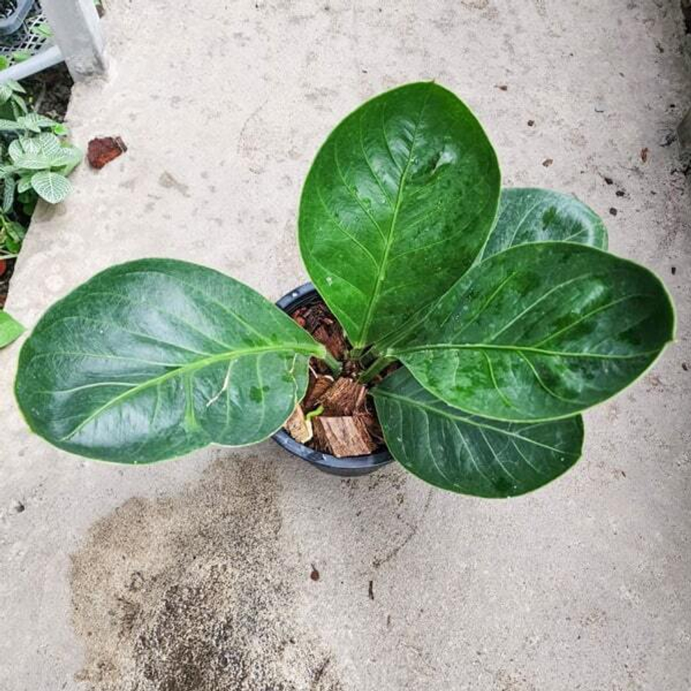 Антуриум JENMANI CURLY LEAF