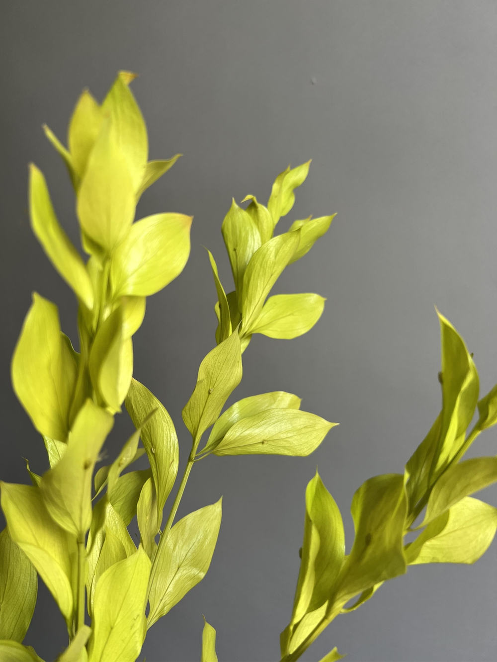 Рускус садовый стабилизированный светло-зеленый