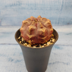 Gymnocalycium Daydream (Гимнокалициум)