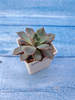 Echeveria Mina (Эхеверия)