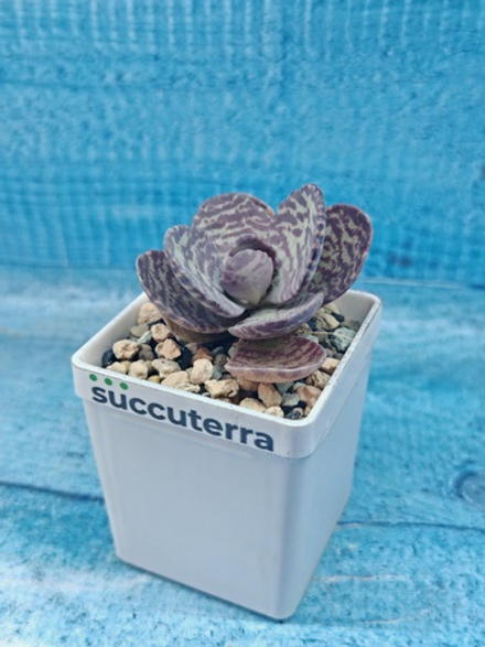 Kalanchoe Humilis (Каланхоэ)