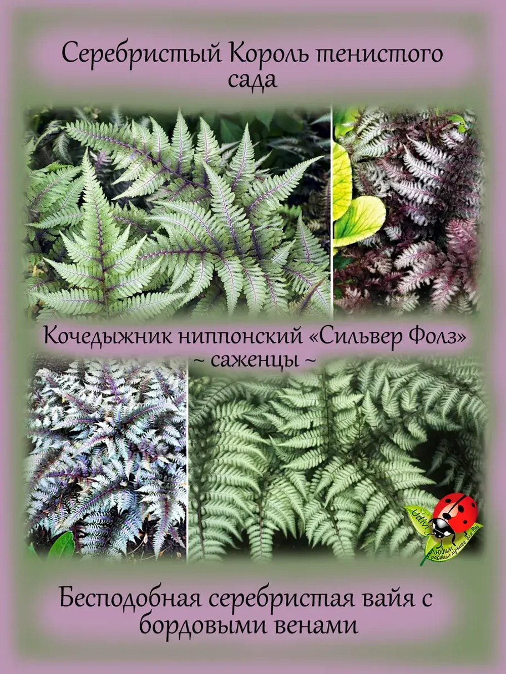 Кочедыжник Сильвер Фолс папоротник