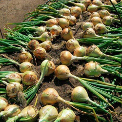 Cемена лука репчатого Эксибишен, Bejo, 0,5 гр.