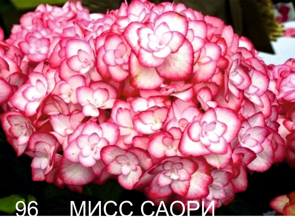 You & Miss Saori /Ю Энд Ми Мисс Саори (Стандарт поставки Р9)2025г.