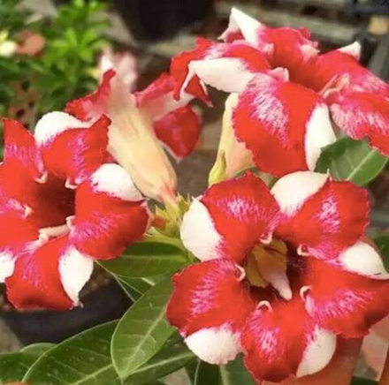 Адениум обесум 299 Ngọc Đỉnh Hồng