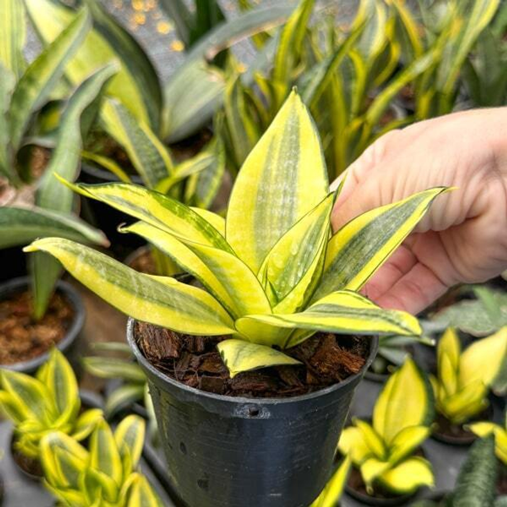 Сансевиерия HAHNII GOLD