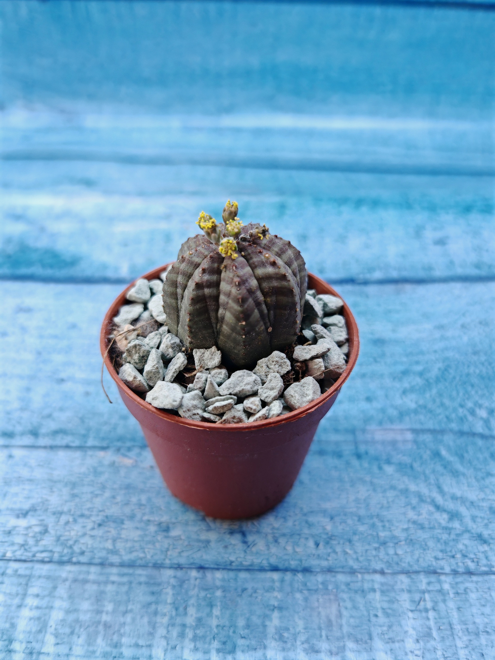 Euphoria Obesa (Эуфорбия)