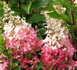 Пинки Винки «Pinky Winky» С3