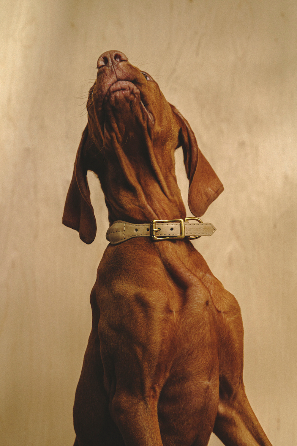 Ошейник "Кантри-Пони" Бежевый