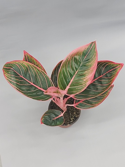 Аглаонема Сиам Пинк 9/25