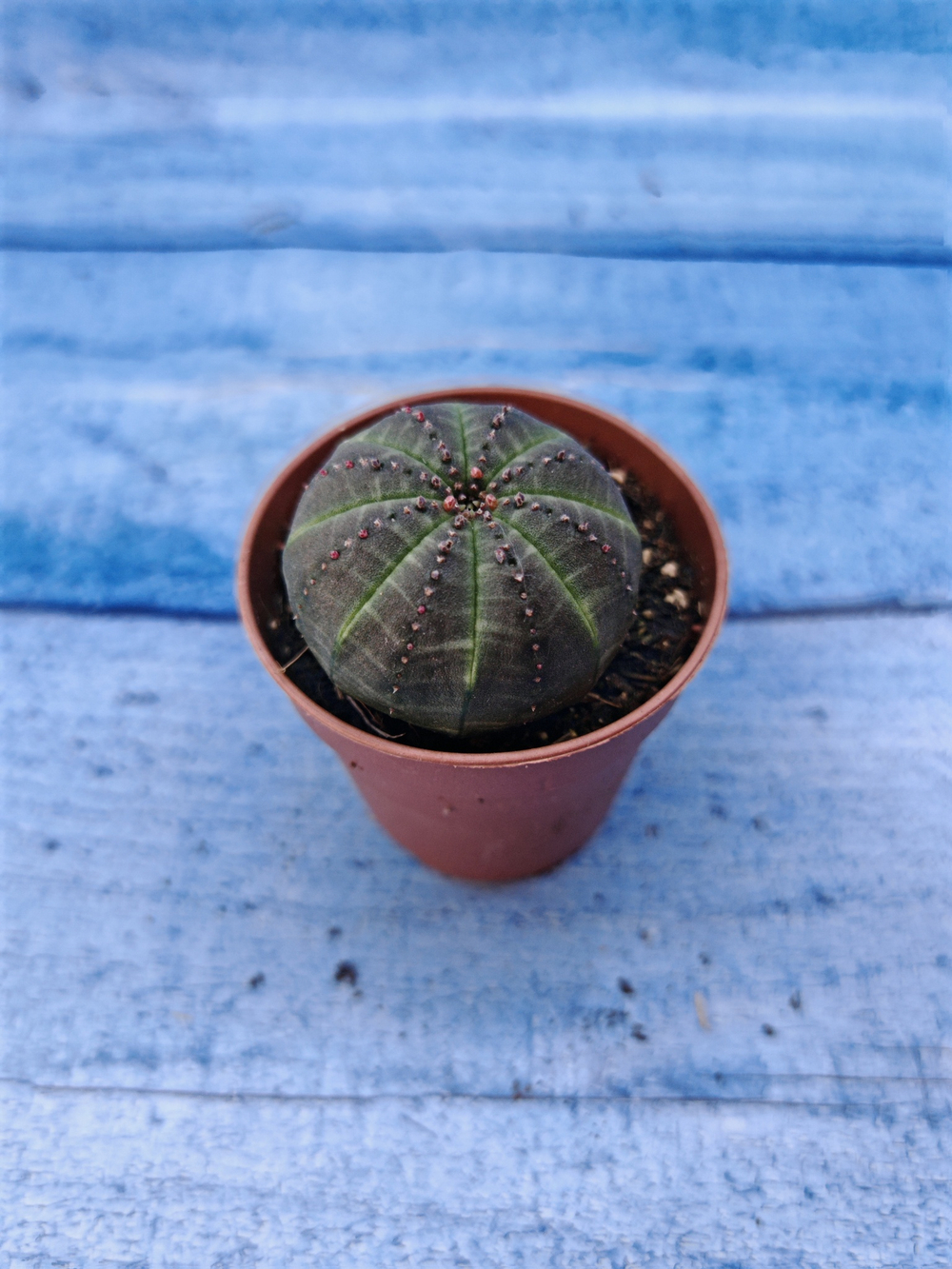 Euphorbia Obesa (Эуфорбия)