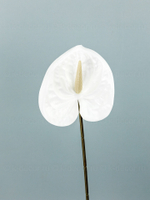 Антуриум Элайза Мини