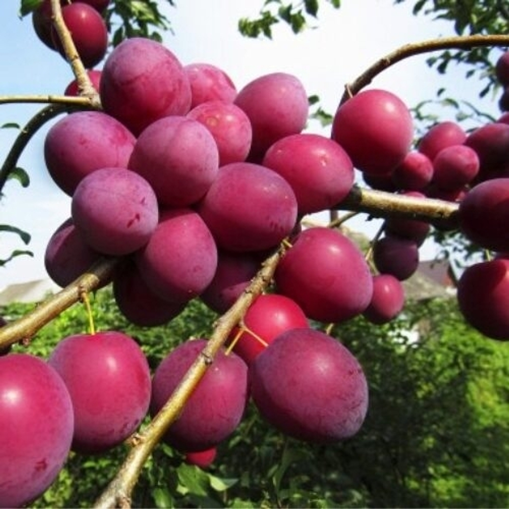 Алыча Кубанская Комета