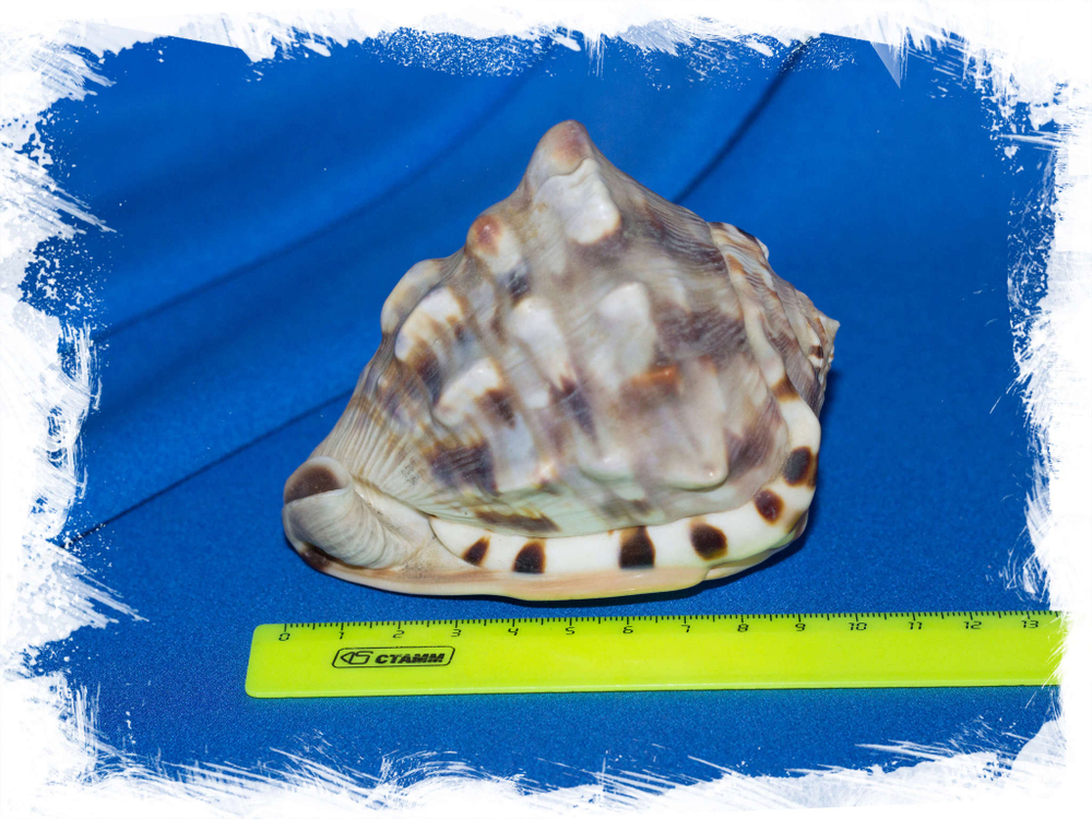 Кассис фламмея, Cassis flammea размер